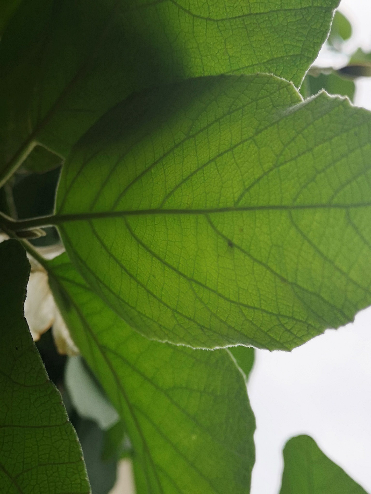 Lithocardium boissieri